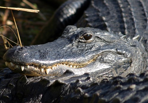 Image for event: Summer at the Library: Alligators
