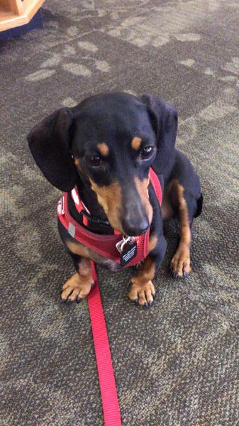 Miniature Dachshund wearing red therapy dog vest
