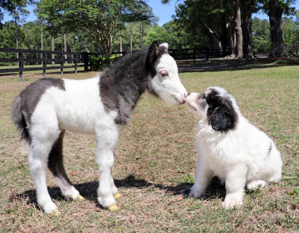 Image for event: Gentle Carousel Miniature Therapy Horses	