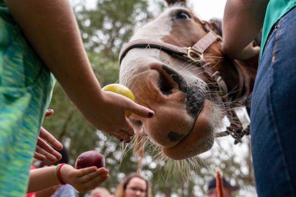 Image for event: Meet a Clydesdale Horse!