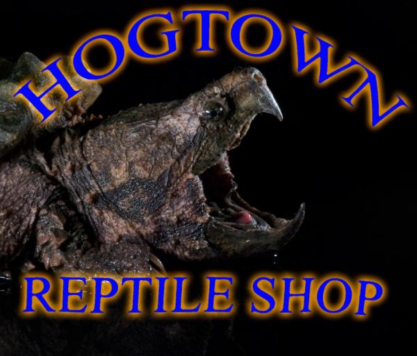 Image for event: Hogtown Reptile Discovery Program