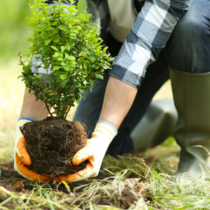Image for event: Proper Tree Planting