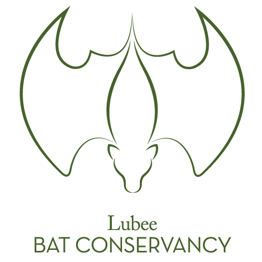 Image for event: The Library's Gone Batty!