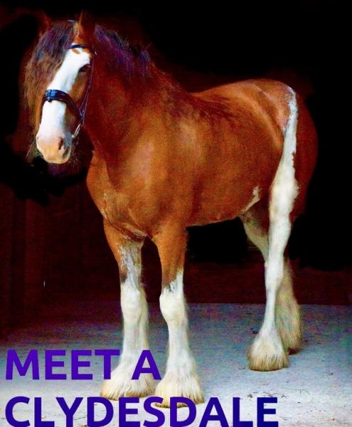 Image for event: Meet a Clydesdale