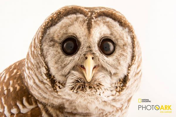 Image for event: Meet Merlyn the Barred Owl