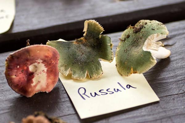 Image for event: Introduction to Mushroom Identification