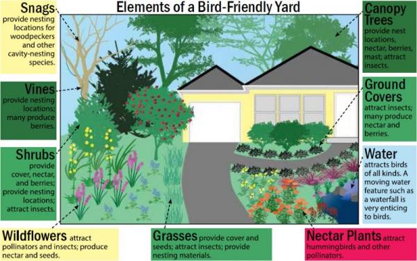 Image for event: Audubon: Create a Bird-Friendly Backyard