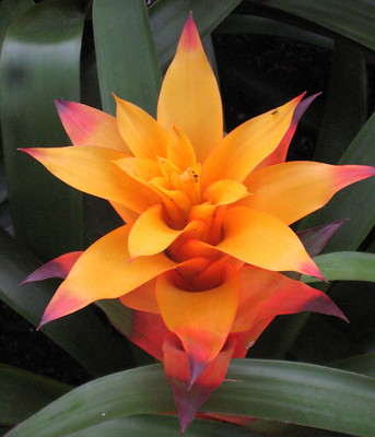 Image for event: Gainesville Bromeliad Society