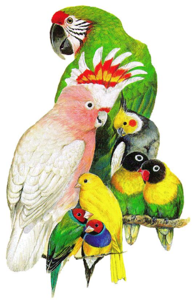 Image for event: Summer at the Library - Fancy Birds and Parrots